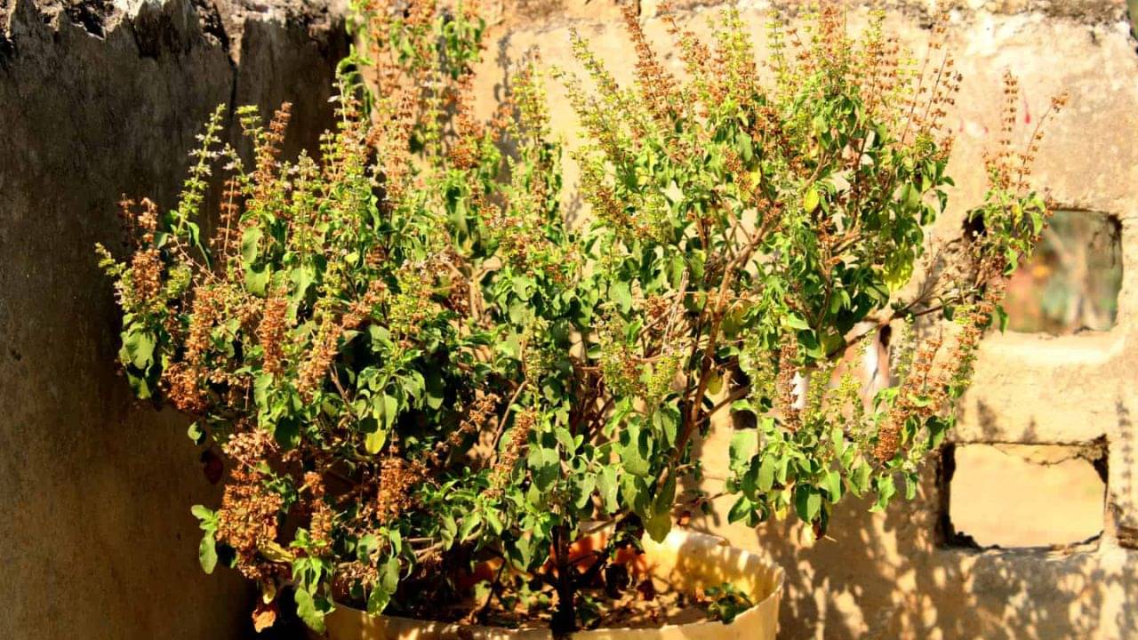 Tulsi Summer Care Tips: তপ্ত গরমে শুকিয়ে কাঠ তুলসি গাছ? অশুভ শক্তি এড়াতে কীভাবে যত্ন নেবেন, জানুন