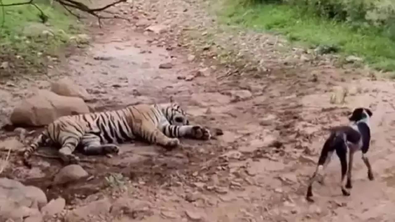 Viral Video: নিশ্চিন্তে ঘুমাচ্ছিল বাঘ, সহ্য হল না এই বিচ্ছু কুকুরের, 8 সেকেন্ডে খেল খতম!