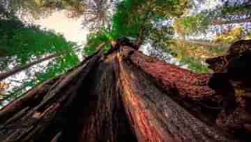 Asias Tallest Tree: তিব্বতে মিলল এশিয়ার সবথেকে উঁচু গাছ, বিশ্বের সর্বোচ্চ গাছ কোথায় আছে জানেন?