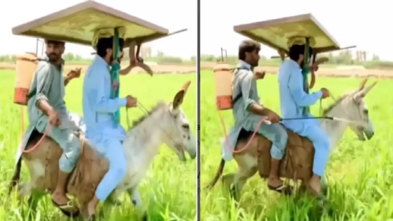 Viral Video: জমিতে চলছে চাষ আর গাধার পিঠে চলছে ফ্যান; হাসতে হাসতে পেটে খিল