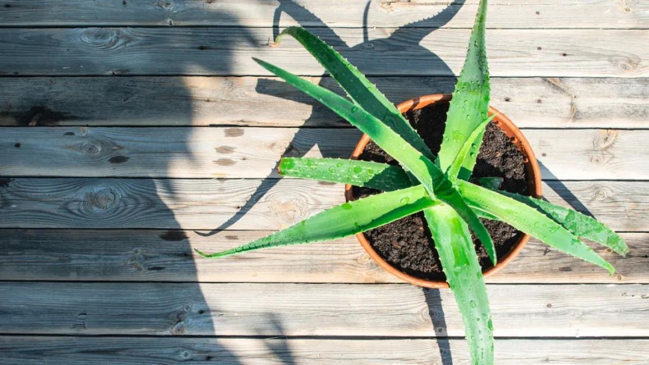 Aloe Vera Vastu Tips:  বাড়ির এদিকে লাগান অ্যালোভেরা গাছ, ভাগ্যের চাকা বদলাবে সঙ্গে সঙ্গে