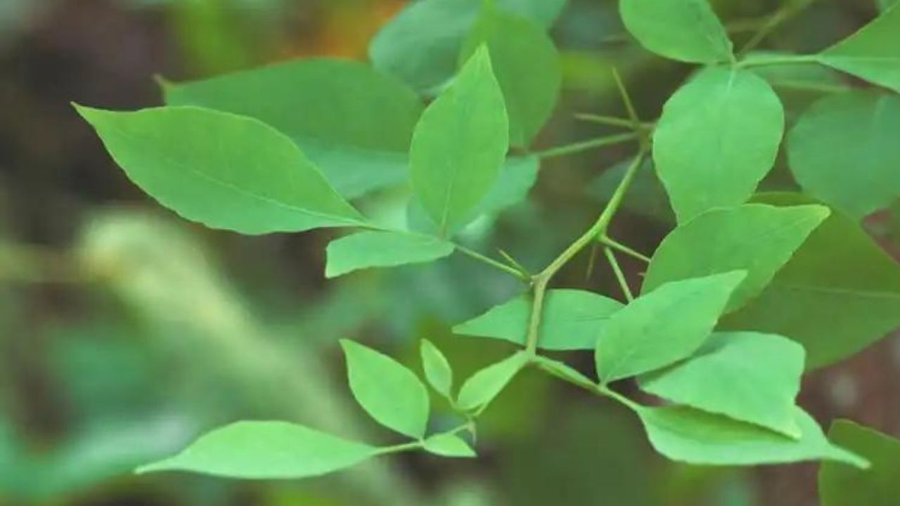 মহাদেব একটি বেলপাতাতেই সন্তুষ্ট। তাই একখানা বেলপাতা নিবেদন করা অত্যন্ত শুভ। পণ্ডিতদের মতে, শ্রাবণ মাসে শিবলিঙ্গে বেলপত্র নিবেদন করলে মহা পুণ্য লাভ করা যায়। কীভাবে মহাদেবকে বেলপত্র নিবেদন করা যায়, তার জন্য রয়েছে বিশেষ পদ্ধতি। বেলপাতা অর্পণেরও রয়েছে গুরুত্ব। 