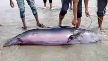 Dolphin in Mandarmani: মন্দামণিতে উদ্ধার বিশালাকার জীবন্ত ডলফিন, সৈকতে নামল দর্শকের ঢল