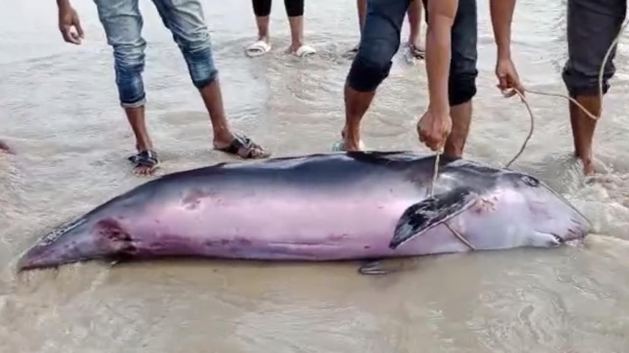 Dolphin in Mandarmani: মন্দামণিতে উদ্ধার বিশালাকার জীবন্ত ডলফিন, সৈকতে নামল দর্শকের ঢল