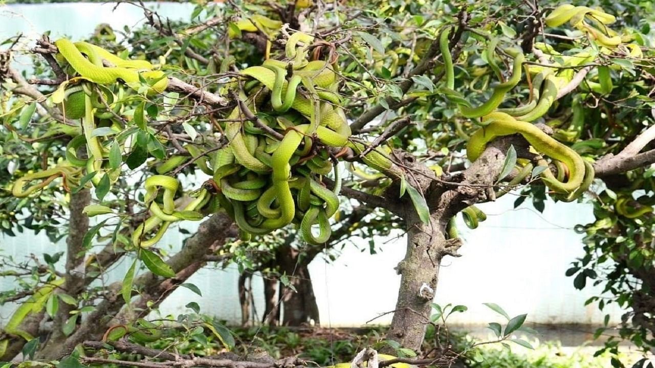 Viral Video: ভিয়েতনামে সাপের বাগান, গাছের শাখা-প্রশাখা সর্বত্র কিলবিল করছে বিষধর সাপ, দেখুন