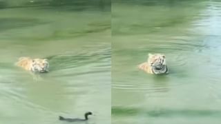 Viral Video: স্টেশনে বসে একসঙ্গে নাচাচ্ছে 5 ফুটবল, প্রতিভার জোরেই ভাইরাল এই যুবক