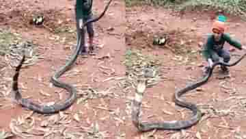 Viral Video: বিরাট কিং কোবরার লেজ ধরে টেনে ছেলেখেলা করছে 6 বছরের ছোট্ট ছেলে, বড়দের বুক ধুকপুক...