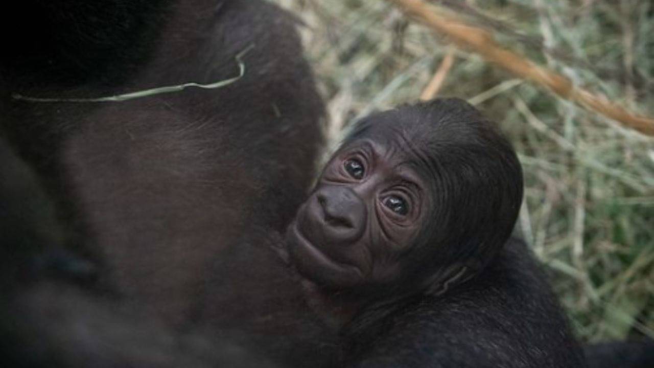 Gorilla: ছোট্ট ছানার জন্ম দিল পুরুষ গোরিলা! কীভাবে সম্ভব? হতবাক চিড়িয়াখানার কর্মীরা