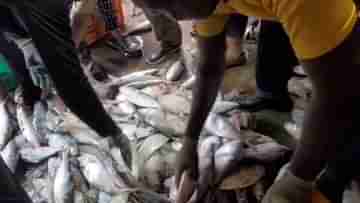 Hilsa Fish in Digha: দিঘায় উঠল ২৫ টন ইলিশ, আরও হোক ইলশেগুঁড়ি, ঝাঁকে ঝাঁকে রুপোলি শস্য পেয়ে বলছেন মৎস্যজীবীরা