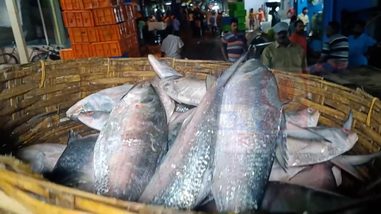 Hilsa price in Kolkata: ভোট মিটতেই উঠল টন টন ইলিশ, এবার কত দামে বিক্রি ...