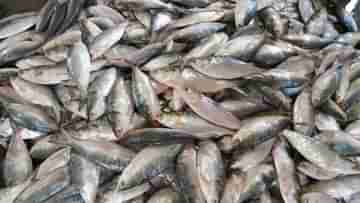 Hilsa Fish: পাত ভরবে ইলিশের পদে, আশার বার্তা দিল দিঘা