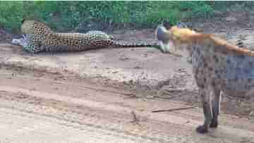 Viral Video: চিতাকে ফাঁকি দিয়ে বিরাট বিপদ থেকে নিজেকে বাঁচাল এই হায়েনা, তাকে স্মার্ট বলছেন নেটিজ়েনরা