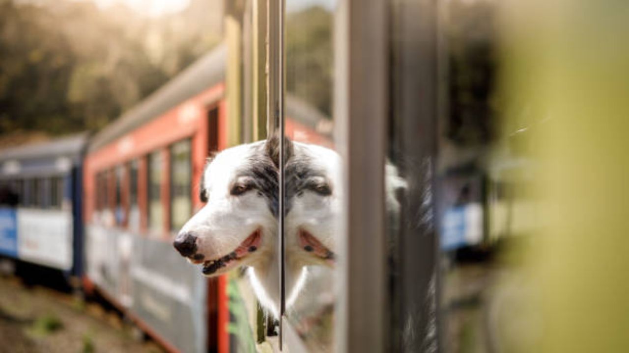 Travel with Dogs in Train পুজোয় সারমেয়কে সঙ্গে নিয়ে বেড়াতে যেতে