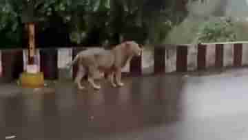 Viral Video: গুজরাতে অবিরাম বৃষ্টি, জঙ্গল ছেড়ে ফ্লাইওভারে হেঁটে বেড়াচ্ছে সিংহ, ব্যাপক ভাইরাল ভিডিয়ো