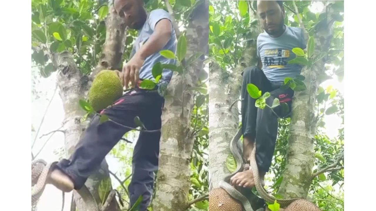 Viral Video: কাঁঠাল চুরি করতে এসেছিলেন, পা পেঁচিয়ে ধরল পাহারাদার সাপ, ভয়ে কাঁপতে কাঁপতে চোরের সে কী অবস্থা...