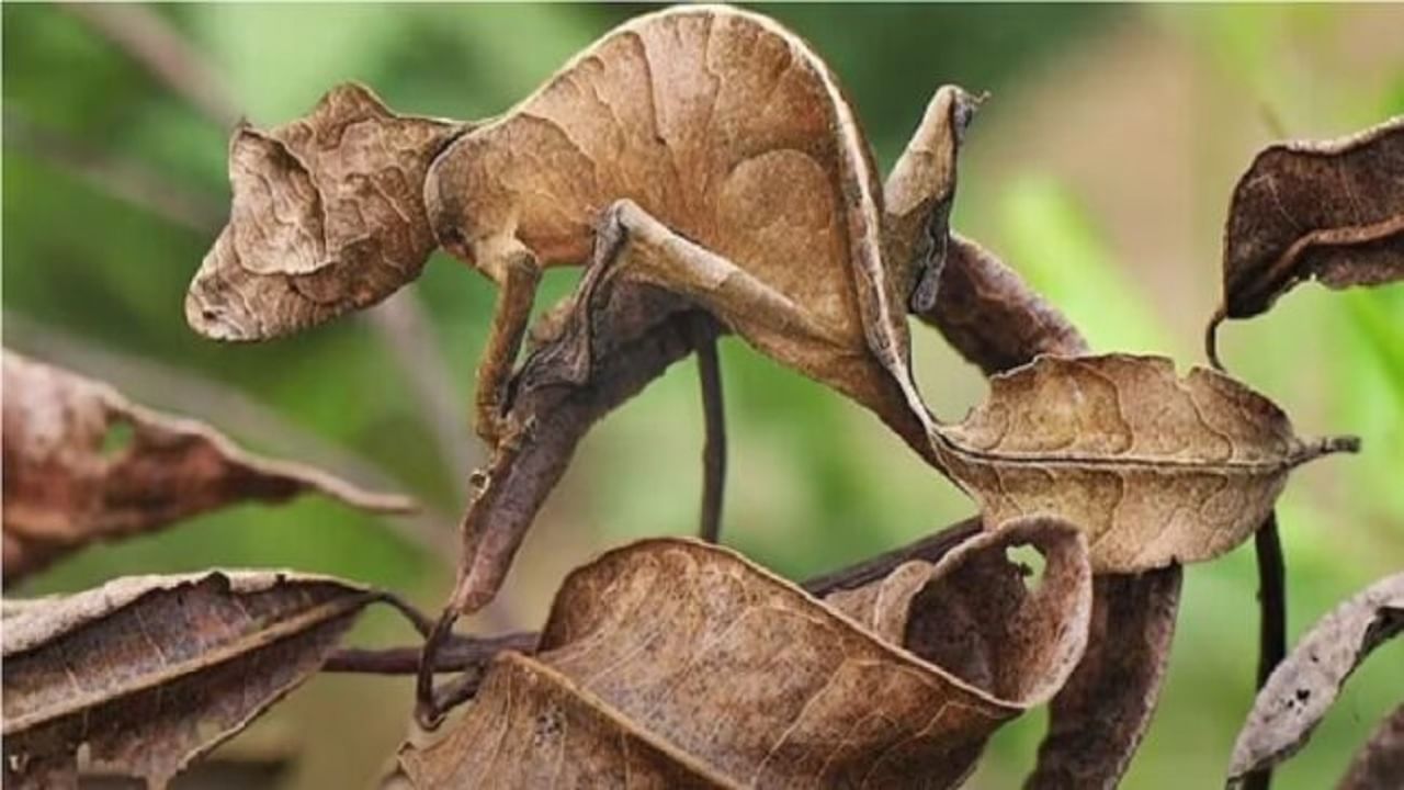 Optical Illusion: শুকনো পাতার মধ্যে লুকিয়ে রয়েছে একটি গিরগিটি, 10 সেকেন্ডে খুঁজে বের করতে পারবেন?