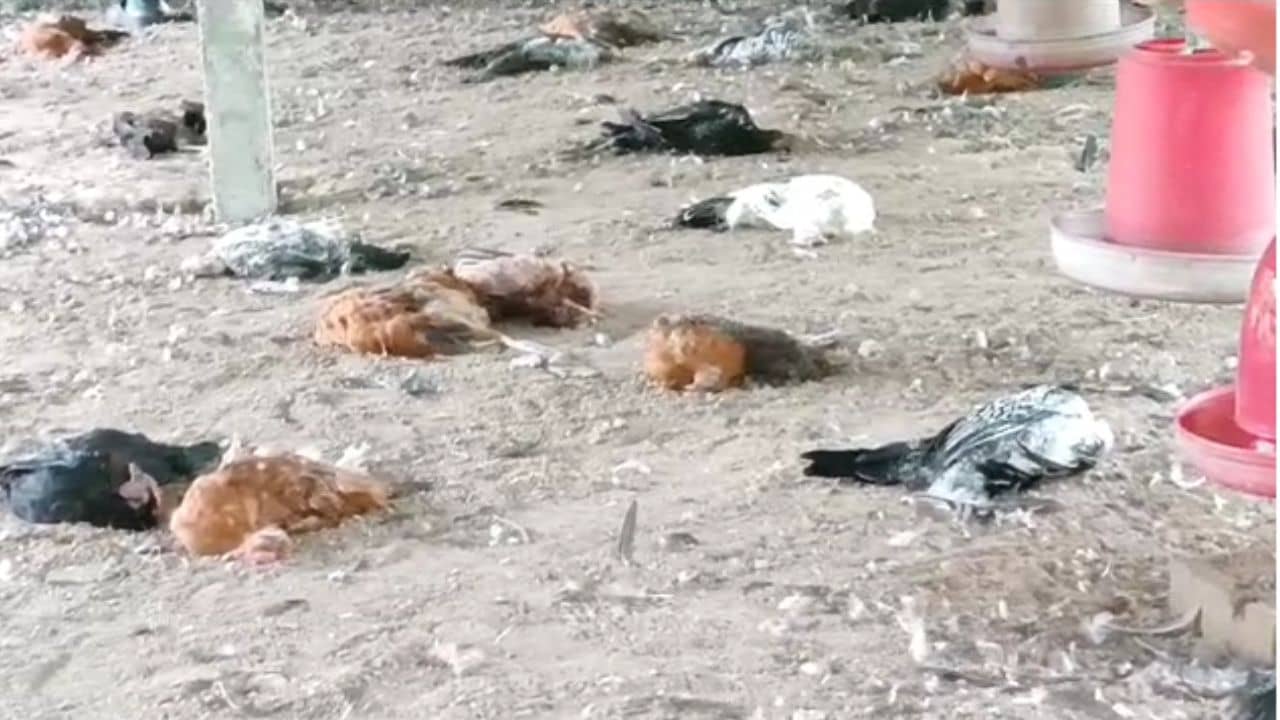 Panchayat Election Result 2023: বিজেপিকে হারিয়ে চরম উল্লাস! ১০০ মুরগীকে বিষ খাইয়ে মারার অভিযোগ তৃণমূলের বিরুদ্ধে