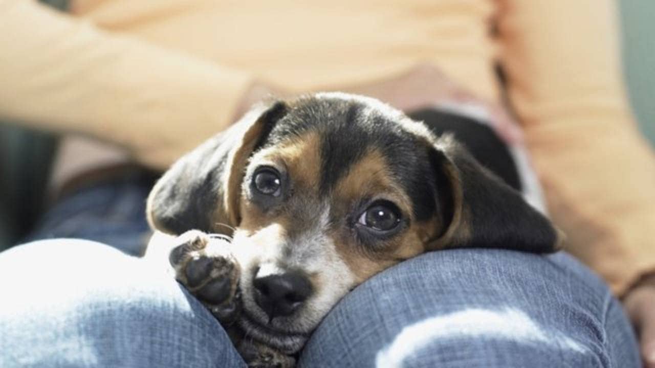 Pet Dog: বাড়িতে কুকুর পুষতে অনুমতি নিতে হবে প্রতিবেশীদের, আজব নিয়ম এই শহরে!