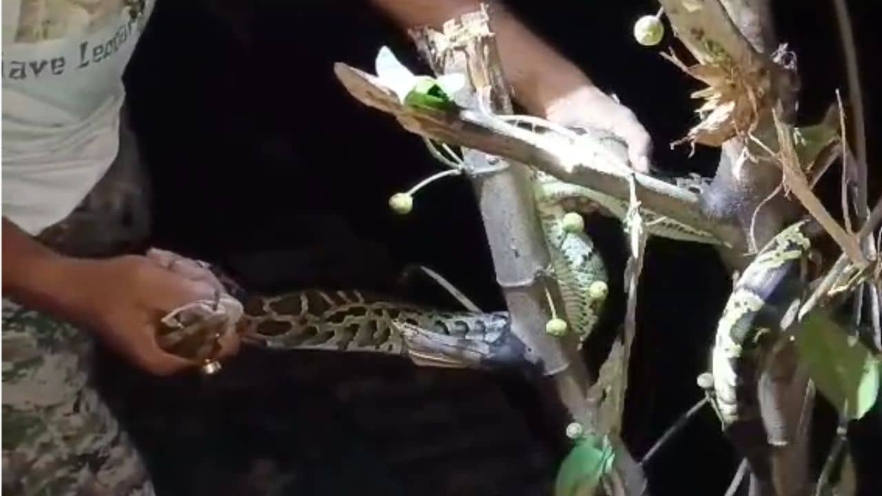 Python: তাড়া খেয়ে গাছের মগডালে উঠল পাইথন