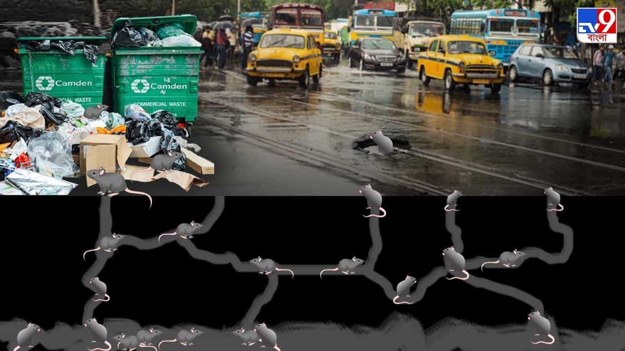 Kolkata Municipality: ইঁদুরের ‘গর্তেই’ কি ঢুকে যাবে আস্ত কলকাতা ...
