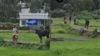 Viral Video: দূর থেকেই দেখছিল হরিণটাকে, চুপিসাড়ে কাছে গিয়েই পা টেনে ধরল চিতা, তারপর…