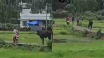 Viral Video: লাল রঙের স্কুটার দেখা মাত্রই তাড়া করল ক্ষিপ্ত গরু, ছুটিয়ে মারল স্কুটার চালককে...