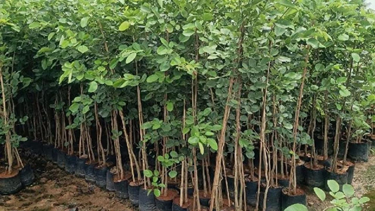 Pterocarpus Santalinus Red Sandalwood Plant, 10-15 Feet at Rs 25/plant in  Keolari