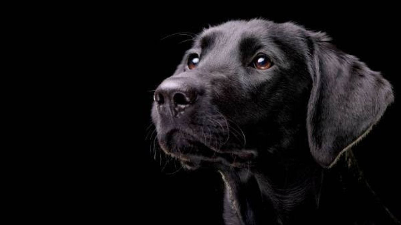 শনিবার কালো কুকুর ও কালো গরুর সেবা করেও শনিদেব প্রসন্ন হন। কালো গরুর সেবা করলে দ্রুত শনিদেবের আশীর্বাদ পাওয়া যায়।