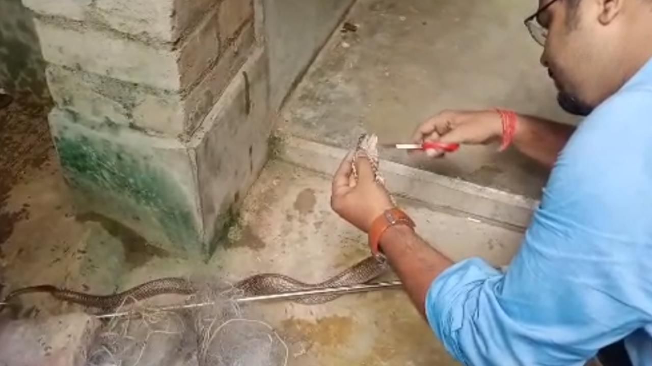 Snake Rescue: কার্বলিক অ্যাসিডের চোটে প্রাণ যায় যায় অবস্থা, সার্ফ জলে স্নান করিয়ে মৃতপ্রায় গোখরোকে প্রাণে বাঁচালেন শিক্ষক