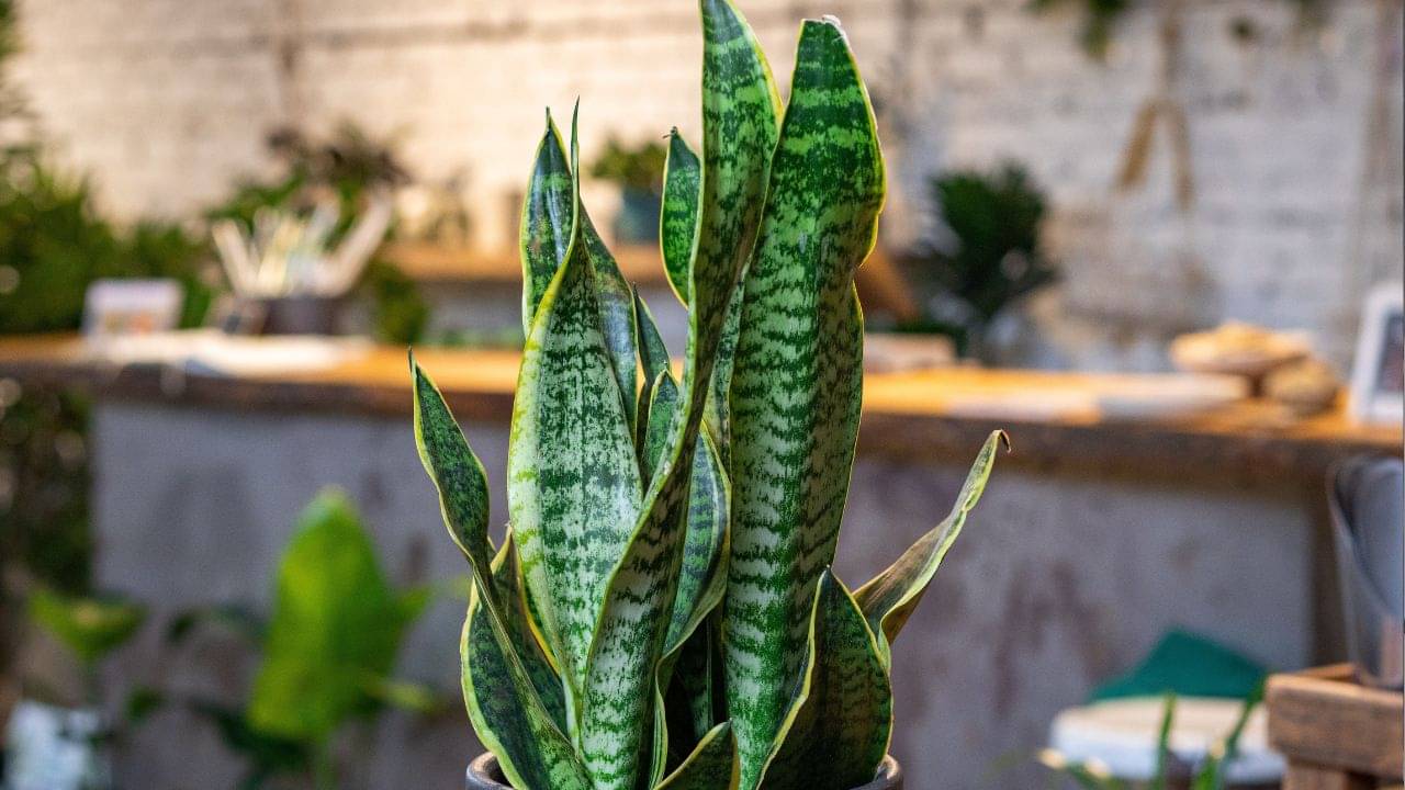 Snake Plant in Vastu: মানি প্ল্যান্ট নয়, ঘরের এদিকে রাখুন এই গাছ! বাস্তুমতে, প্রাচুর্য ও সৌভাগ্য আটকাতে পারবে না কেউ