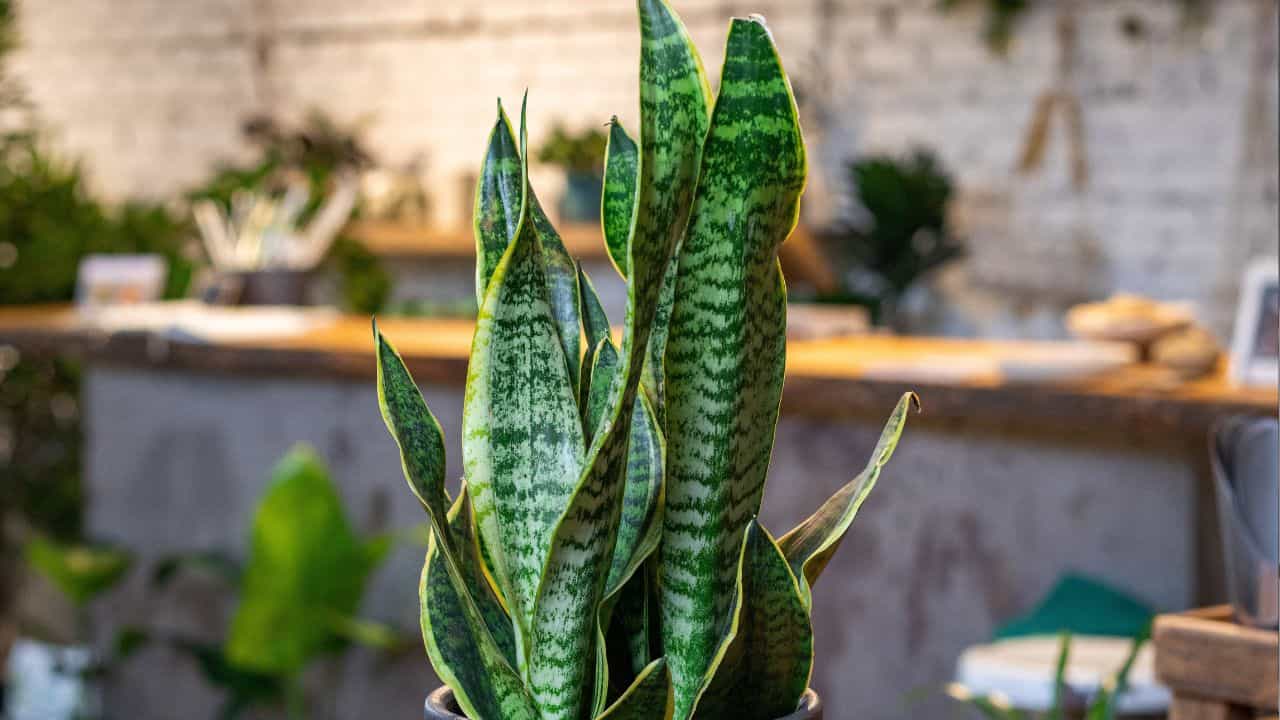 Snake Plant in Vastu: মানি প্ল্যান্ট নয়, ঘরের এদিকে রাখুন এই গাছ! বাস্তুমতে, প্রাচুর্য ও সৌভাগ্য আটকাতে পারবে না কেউ