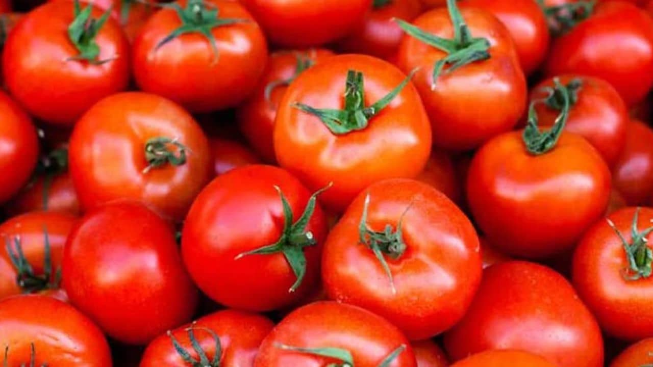 Tomato Price: জ্বালানির থেকেও মহার্ঘ্য টম্যাটো, কেন আকাশছোঁয়া দাম?