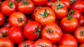 Tomato Price: জ্বালানির থেকেও মহার্ঘ্য টম্যাটো, কেন আকাশছোঁয়া দাম? Tomato Price: জ্বালানির থেকেও মহার্ঘ্য টম্যাটো, কেন আকাশছোঁয়া দাম?