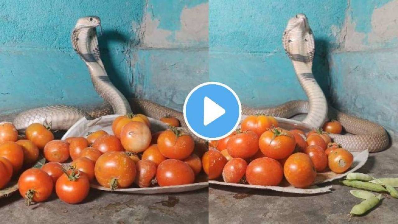 Viral Video: টমেটোর পাহারায় এবার বিশাল কিং কোবরা! দোকানদারের কাণ্ড দেখে সকলের আত্মারাম খাঁচাছাড়া