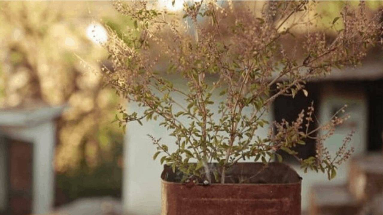 Tulsi plant Tips: শুকনো তুলসী গাছ পুড়িয়ে দিয়েছেন? এই ৪ ভুলে জীবনে নেমে আসবে অশান্তির সুনামি