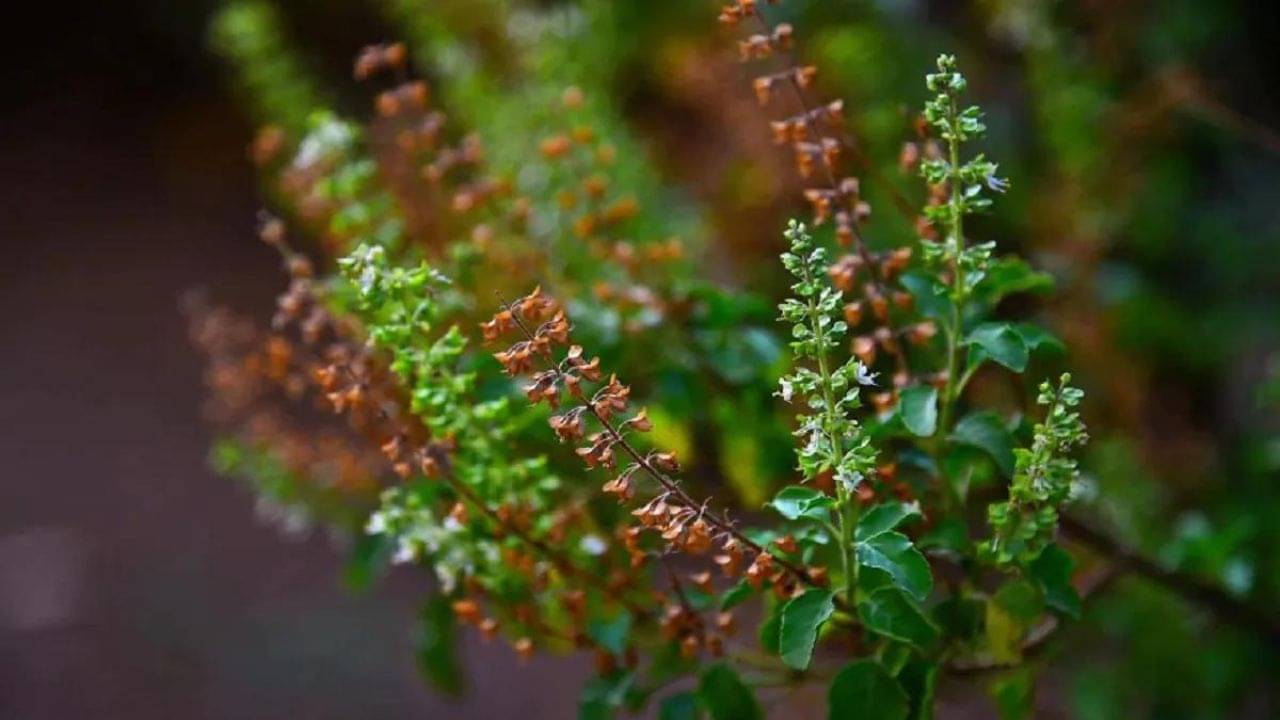 Sawan 2023: তুলসী পাতাতে অ্যালার্জি মহাদেবের! কেন নৈবেদ্য হিসেবে মহেশ্বরকে দেওয়া হয় না, জানেন?