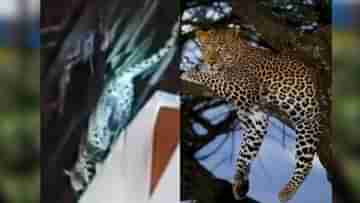 Leopard Attack: সিরিয়ালের সেটে আচমকাই চিতাবাঘের হানা, দেখুন সেই হাড়হিম করা ভিডিয়ো