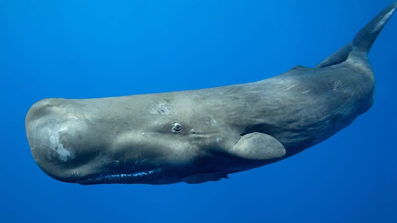 Wealth in the stomach of a Dead Whale: তিমির পেটে কোটি টাকা