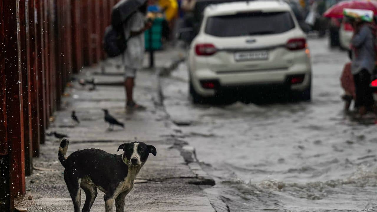 Bengal, Kolkata Weather Update: শুক্রবার পর্যন্তই গরমের দাপট, ফের বৃষ্টিতে ভাসবে গোটা বাংলা