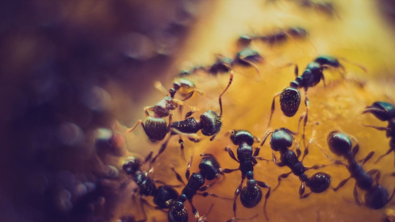 Ants: পুরুষাঙ্গের দৈর্ঘ্য বাড়াবে পিঁপড়ের বাসা?