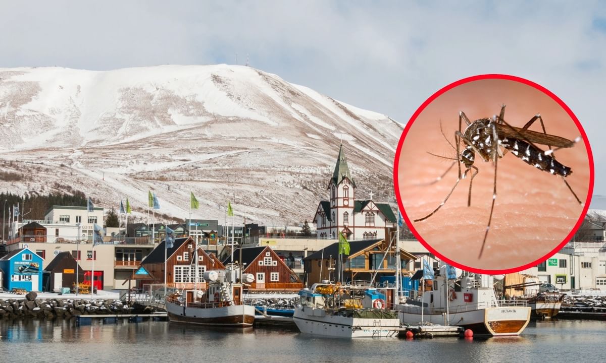 Mosquito Free Iceland: মশামুক্ত দেশ!