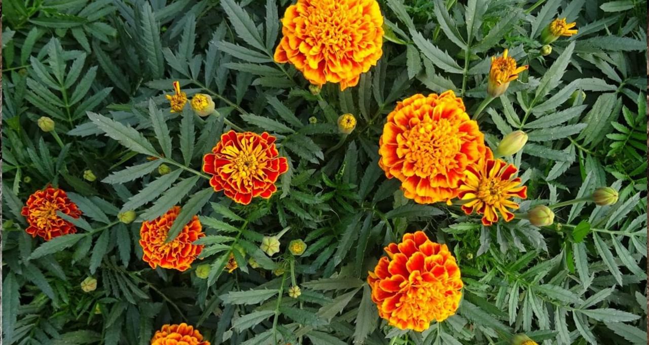 Marigold: গাঁদা ফুলে তুষ্ট কে?