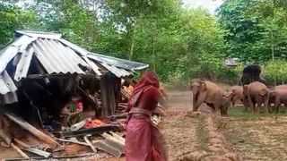 Sundarbans: সুন্দরবনে বিজয় মিছিল