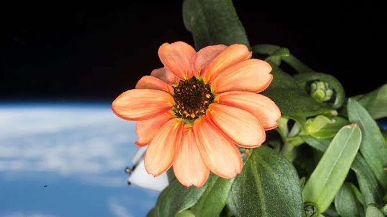 Flower In Space: ফুল ফুটল মহাকাশে