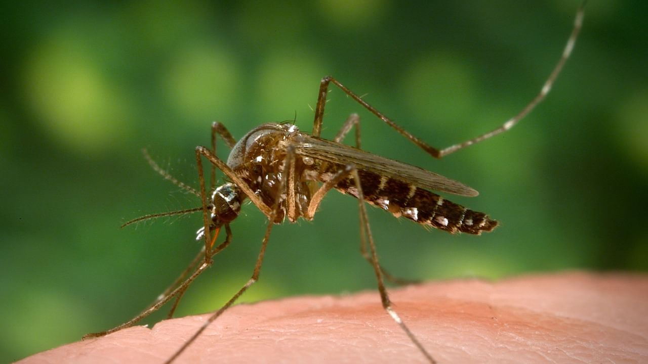 Dengue in Asansol: মশা মারতে কামান দাগার নির্দেশ!