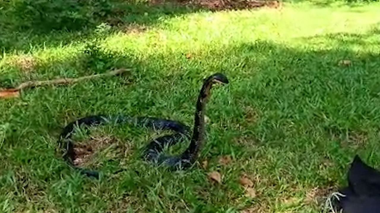 King Cobra Recovery On Mainaguri: লোকালয়ে কিং কোবরা!