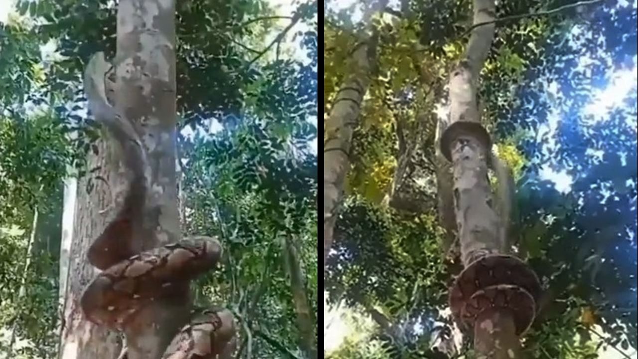 Viral Video: পাখির ডিম খেতে উঁচু গাছে চড়ল অতিকায় সাপ, সিনেমাকেও হার মানাবে এই ভিডিয়ো