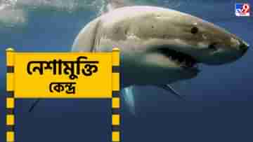 Cocaine Sharks: কোকেনের নেশায় বুঁদ! সমস্যা একটাই, হাঙরের জন্য কোনও নেশামুক্তি কেন্দ্র নেই...