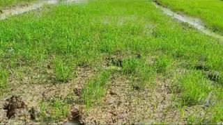 Dakshin Dinajpur: শিকাগোতে ডাক পেলেন কুমারগঞ্জের যুবক