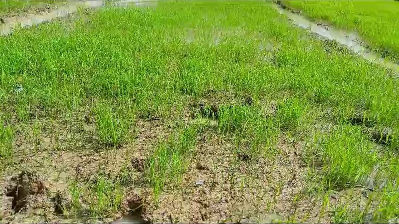 Paddy Cultivation News: মাথায় হাত চাষিদের